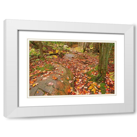 Canada-Ontario-Killarney Provincial Park-Granite Ridge Trail Park White Modern Wood Framed Art Print with Double Matting by Jaynes Gallery