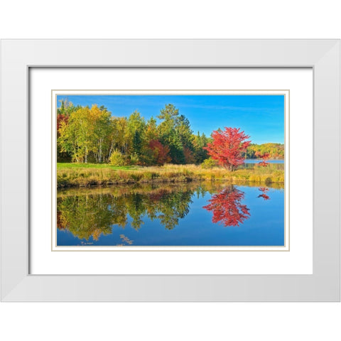 Canada-Ontario-Worthington Red maple tree reflected in St Poithier Lake White Modern Wood Framed Art Print with Double Matting by Jaynes Gallery