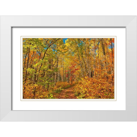 Canada-Ontario-Aubrey Falls Provincial Park-Forest trail in autumn White Modern Wood Framed Art Print with Double Matting by Jaynes Gallery