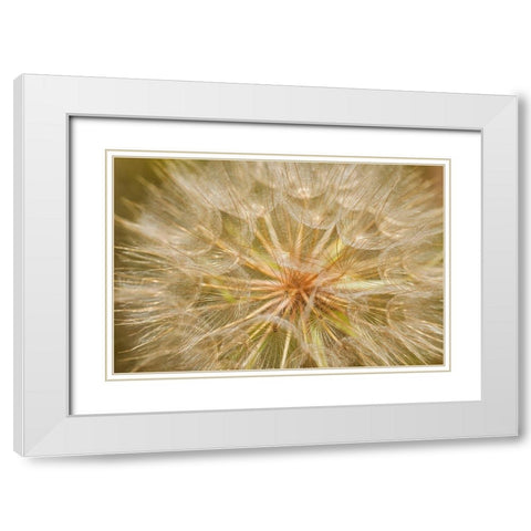 Canada-Ontario-Sioux Narrows Goats-beard flower close-up White Modern Wood Framed Art Print with Double Matting by Jaynes Gallery