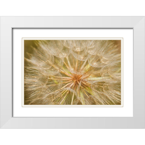 Canada-Ontario-Sioux Narrows Goats-beard flower close-up White Modern Wood Framed Art Print with Double Matting by Jaynes Gallery