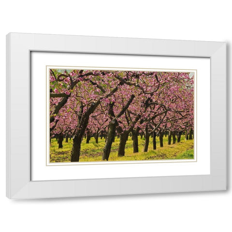 Canada-Ontario-Grimsby Peach orchard blooming in spring White Modern Wood Framed Art Print with Double Matting by Jaynes Gallery