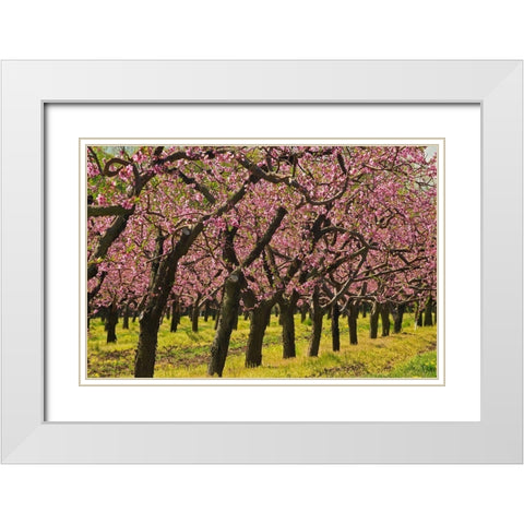 Canada-Ontario-Grimsby Peach orchard blooming in spring White Modern Wood Framed Art Print with Double Matting by Jaynes Gallery