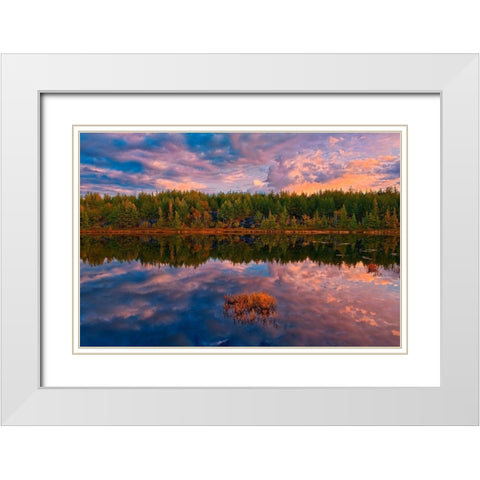 Canada-Ontario-Greater Sudbury Lake grasses and cloud reflections at sunrise White Modern Wood Framed Art Print with Double Matting by Jaynes Gallery