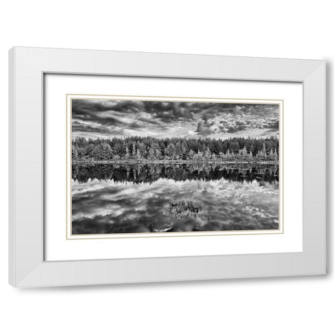 Canada-Ontario-Greater Sudbury Black and white of lake grasses and cloud reflections at sunrise White Modern Wood Framed Art Print with Double Matting by Jaynes Gallery