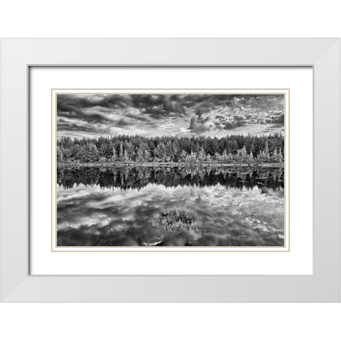 Canada-Ontario-Greater Sudbury Black and white of lake grasses and cloud reflections at sunrise White Modern Wood Framed Art Print with Double Matting by Jaynes Gallery