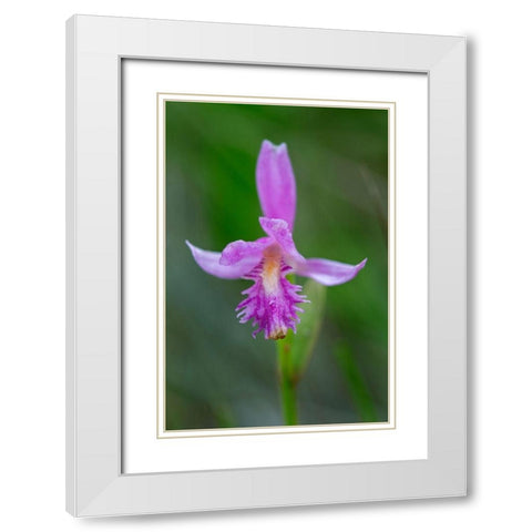 Canada-Ontario-Bruce Peninsula National Park Dragons mouth orchid close-up White Modern Wood Framed Art Print with Double Matting by Jaynes Gallery