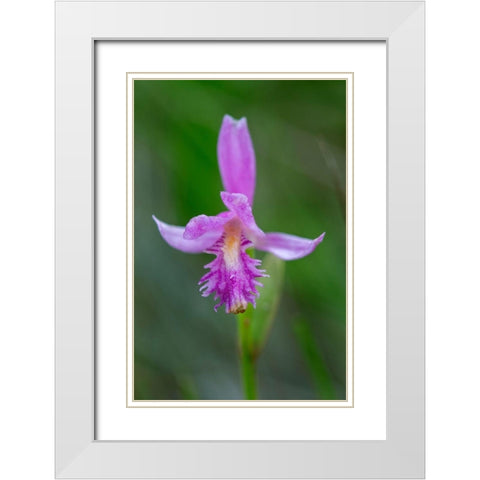 Canada-Ontario-Bruce Peninsula National Park Dragons mouth orchid close-up White Modern Wood Framed Art Print with Double Matting by Jaynes Gallery