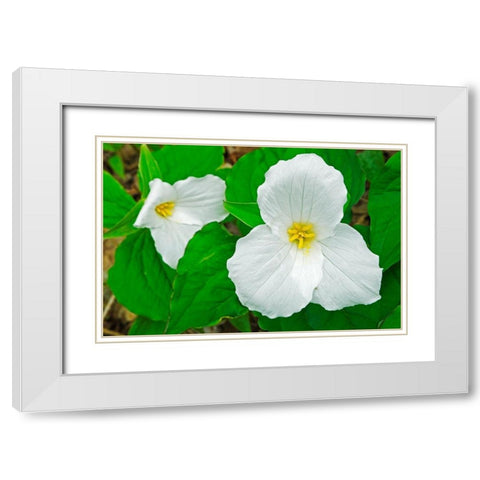 Canada-Ontario-Horseshoe Lake Large-flowered trillium White Modern Wood Framed Art Print with Double Matting by Jaynes Gallery