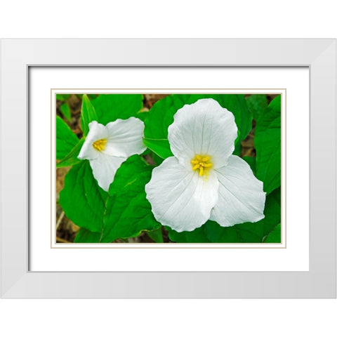 Canada-Ontario-Horseshoe Lake Large-flowered trillium White Modern Wood Framed Art Print with Double Matting by Jaynes Gallery