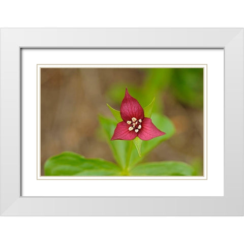 Canada-Ontario-Algonquin Provincial Park Red trillium flower close-up White Modern Wood Framed Art Print with Double Matting by Jaynes Gallery