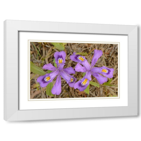 Canada-Ontario-Tobermory Dwarf lake iris flower close-up White Modern Wood Framed Art Print with Double Matting by Jaynes Gallery