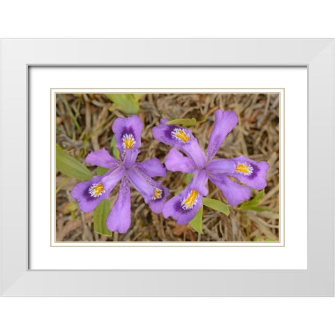Canada-Ontario-Tobermory Dwarf lake iris flower close-up White Modern Wood Framed Art Print with Double Matting by Jaynes Gallery