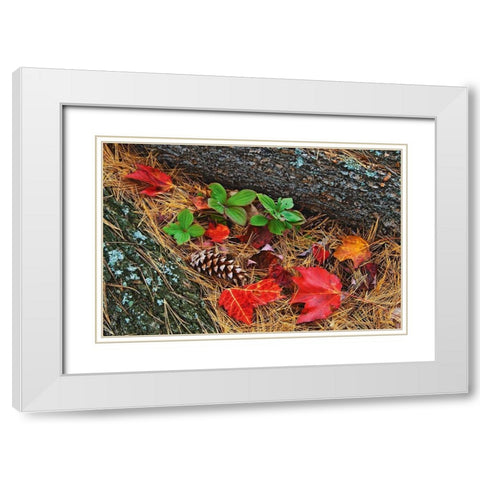 Canada-Ontario-Tyson Lake Vegetation and log on forest floor White Modern Wood Framed Art Print with Double Matting by Jaynes Gallery