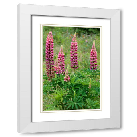Canada-Ontario-Killarney District Lupines blossoms close-up White Modern Wood Framed Art Print with Double Matting by Jaynes Gallery