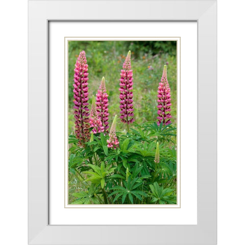 Canada-Ontario-Killarney District Lupines blossoms close-up White Modern Wood Framed Art Print with Double Matting by Jaynes Gallery