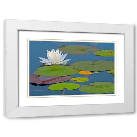 Canada-Ontario-Killarney Provincial Park American white water lily flower and pads White Modern Wood Framed Art Print with Double Matting by Jaynes Gallery
