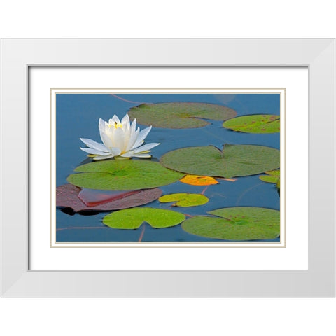 Canada-Ontario-Killarney Provincial Park American white water lily flower and pads White Modern Wood Framed Art Print with Double Matting by Jaynes Gallery