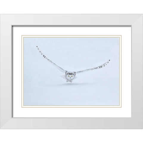 Canada- Ontario- Barrie. Female snowy owl in flight over snow. White Modern Wood Framed Art Print with Double Matting by Jaynes Gallery