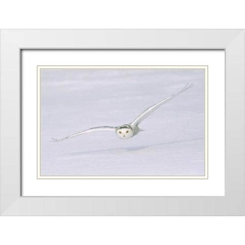 Canada, Quebec Snowy owl flies low over snow White Modern Wood Framed Art Print with Double Matting by Delisle, Gilles