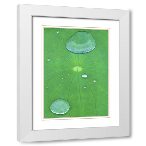 Canada, Quebec, Montreal Water on lotus leaf White Modern Wood Framed Art Print with Double Matting by Delisle, Gilles