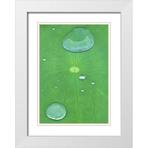 Canada, Quebec, Montreal Water on lotus leaf White Modern Wood Framed Art Print with Double Matting by Delisle, Gilles