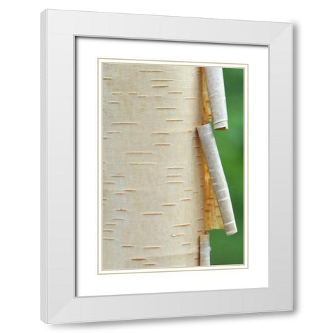 Canada, Quebec Peeling bark on paper birch tree White Modern Wood Framed Art Print with Double Matting by Delisle, Gilles