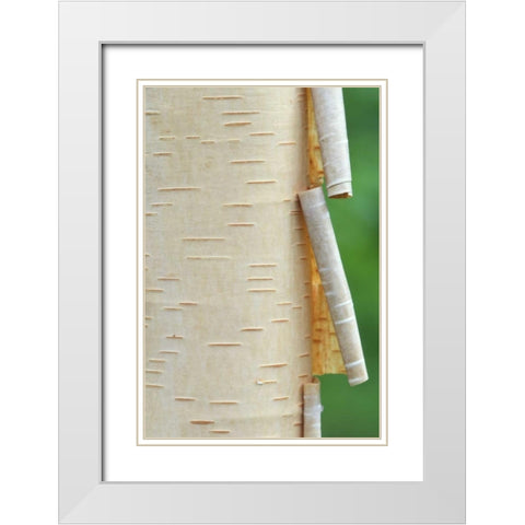 Canada, Quebec Peeling bark on paper birch tree White Modern Wood Framed Art Print with Double Matting by Delisle, Gilles