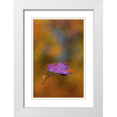 Canada, Quebec Autumn leaf on pond White Modern Wood Framed Art Print with Double Matting by Delisle, Gilles