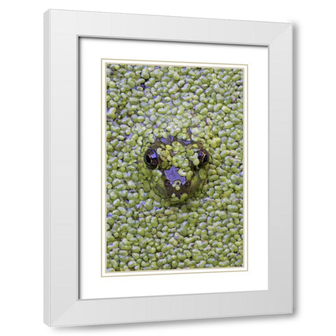 Canada, Quebec Green frog in duckweed water White Modern Wood Framed Art Print with Double Matting by Delisle, Gilles