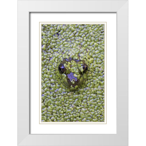 Canada, Quebec Green frog in duckweed water White Modern Wood Framed Art Print with Double Matting by Delisle, Gilles