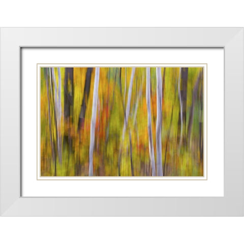 Canada, Quebec Blur of autumn in hardwood forest White Modern Wood Framed Art Print with Double Matting by Delisle, Gilles