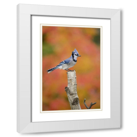 Canada, Quebec Blue jay perched on stump White Modern Wood Framed Art Print with Double Matting by Delisle, Gilles