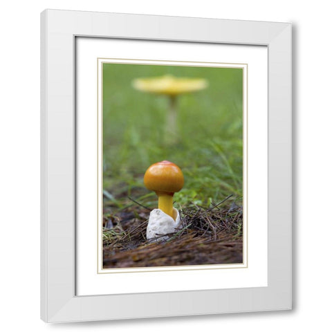 Canada, Quebec Close-up of fly agaric mushroom White Modern Wood Framed Art Print with Double Matting by Delisle, Gilles