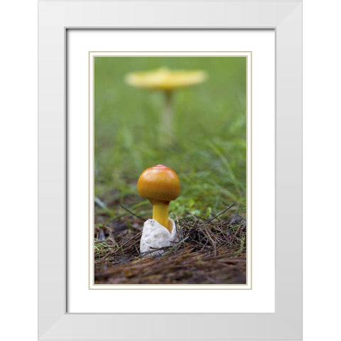 Canada, Quebec Close-up of fly agaric mushroom White Modern Wood Framed Art Print with Double Matting by Delisle, Gilles