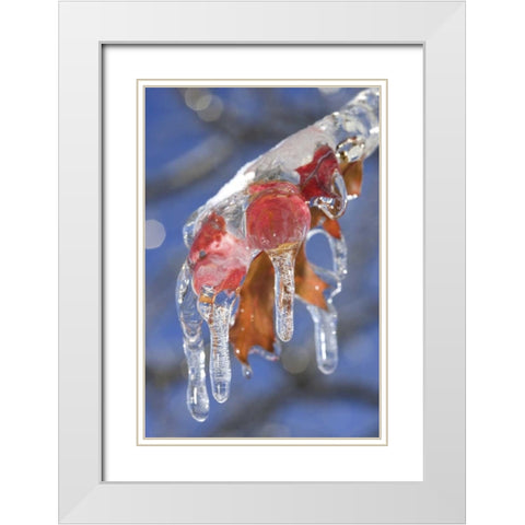 Canada, Quebec Ice-coated oak leaves after storm White Modern Wood Framed Art Print with Double Matting by Delisle, Gilles