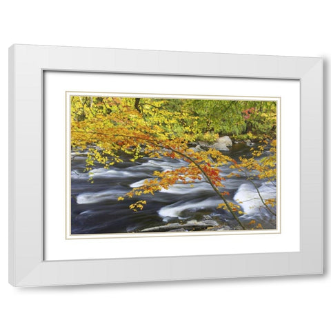 Canada, Fall maple foliage above river rapids White Modern Wood Framed Art Print with Double Matting by Delisle, Gilles