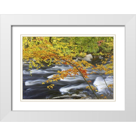 Canada, Fall maple foliage above river rapids White Modern Wood Framed Art Print with Double Matting by Delisle, Gilles
