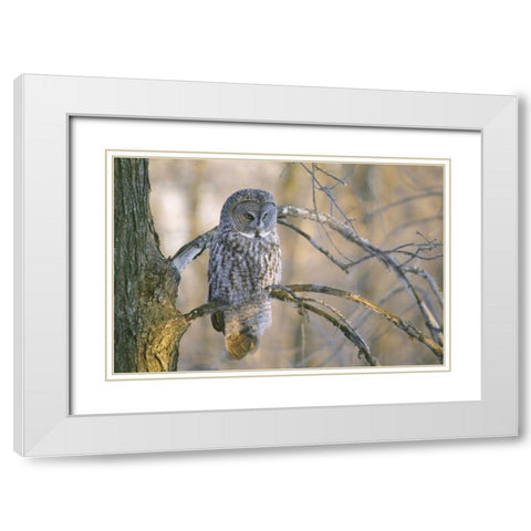 Canada, Quebec Great gray owl at sunset White Modern Wood Framed Art Print with Double Matting by Delisle, Gilles