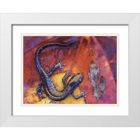 Canada, Quebec Blue-spotted salamander on leaf White Modern Wood Framed Art Print with Double Matting by Delisle, Gilles