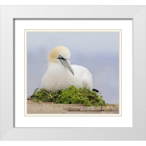 Canada, Quebec, Northern gannet bird sits on nest White Modern Wood Framed Art Print with Double Matting by Morris, Arthur