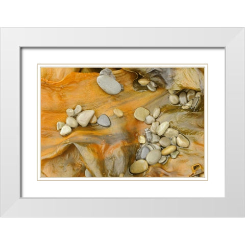 Canada, Quebec, Forillon NP Pebbles on seaweed White Modern Wood Framed Art Print with Double Matting by Grandmaison, Mike