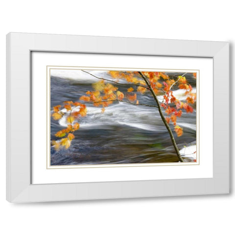 Canada, Quebec Red maple tree by Riviere-du-Nord White Modern Wood Framed Art Print with Double Matting by Delisle, Gilles
