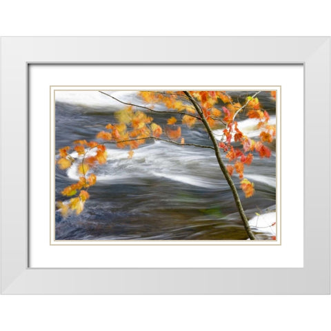 Canada, Quebec Red maple tree by Riviere-du-Nord White Modern Wood Framed Art Print with Double Matting by Delisle, Gilles