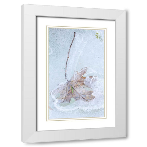 Canada, Quebec Silver maple leaf caught in ice White Modern Wood Framed Art Print with Double Matting by Delisle, Gilles
