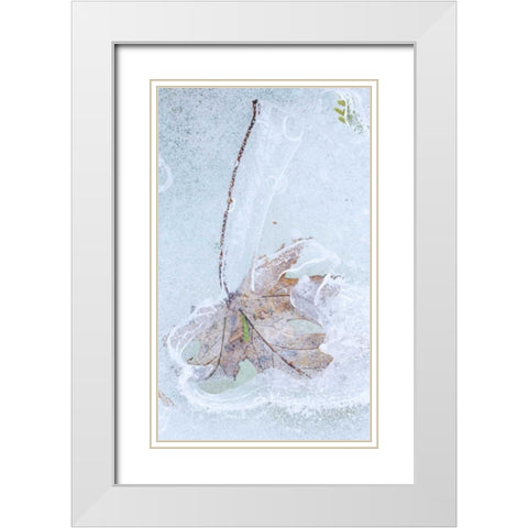 Canada, Quebec Silver maple leaf caught in ice White Modern Wood Framed Art Print with Double Matting by Delisle, Gilles