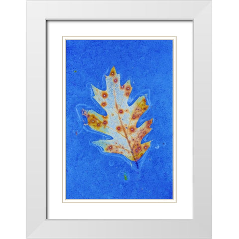 Canada, Quebec Red oak leaf caught in ice White Modern Wood Framed Art Print with Double Matting by Delisle, Gilles