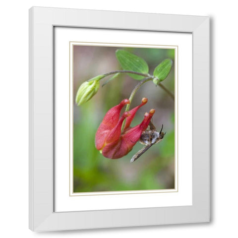 Canada, Quebec Bee fly on wild columbine White Modern Wood Framed Art Print with Double Matting by Delisle, Gilles