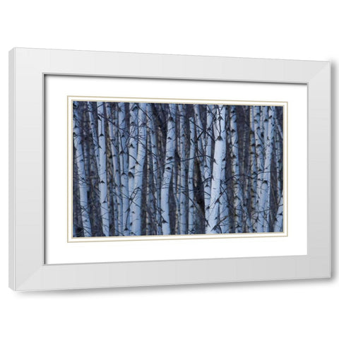 Canada, Quebec, Yamaska NP Gray birch forest White Modern Wood Framed Art Print with Double Matting by Delisle, Gilles