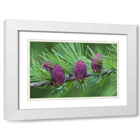Canada, Quebec Tamarack tree cones White Modern Wood Framed Art Print with Double Matting by Delisle, Gilles